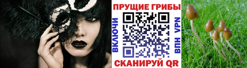 Псилоцибиновые грибы Psilocybe  Нерехта 